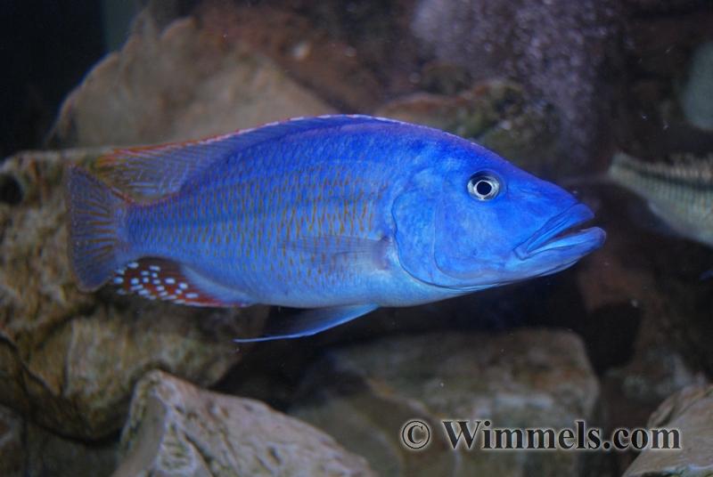 Tyrannochromis Nigriventer